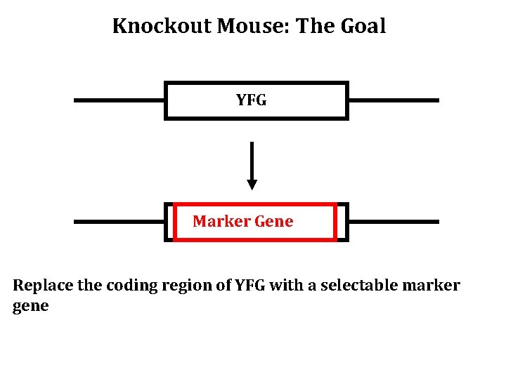Knockout Mouse: The Goal YFG Marker Gene Replace the coding region of YFG with