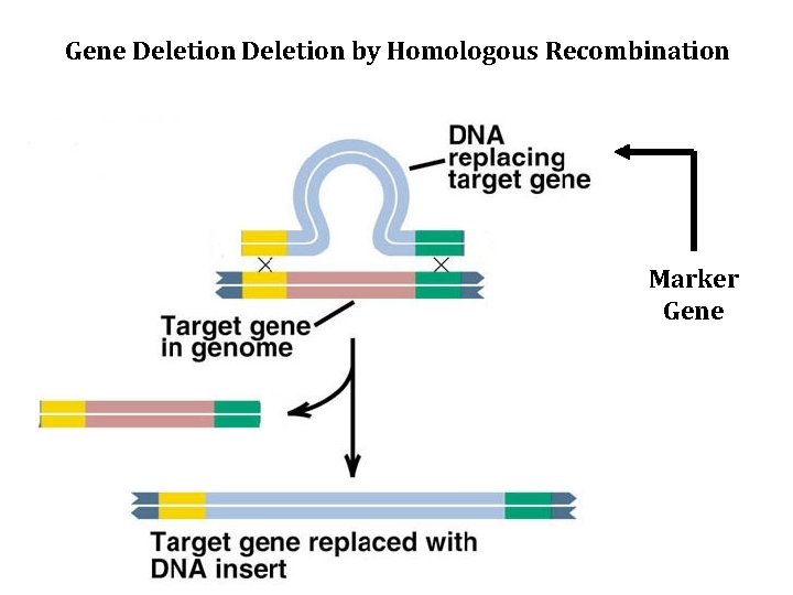 Gene Deletion by Homologous Recombination Marker Gene 