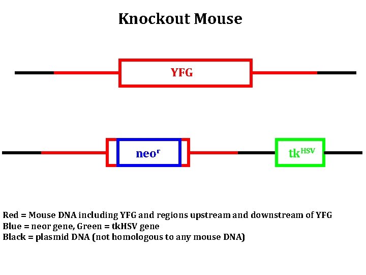 Knockout Mouse YFG neor tk. HSV Red = Mouse DNA including YFG and regions