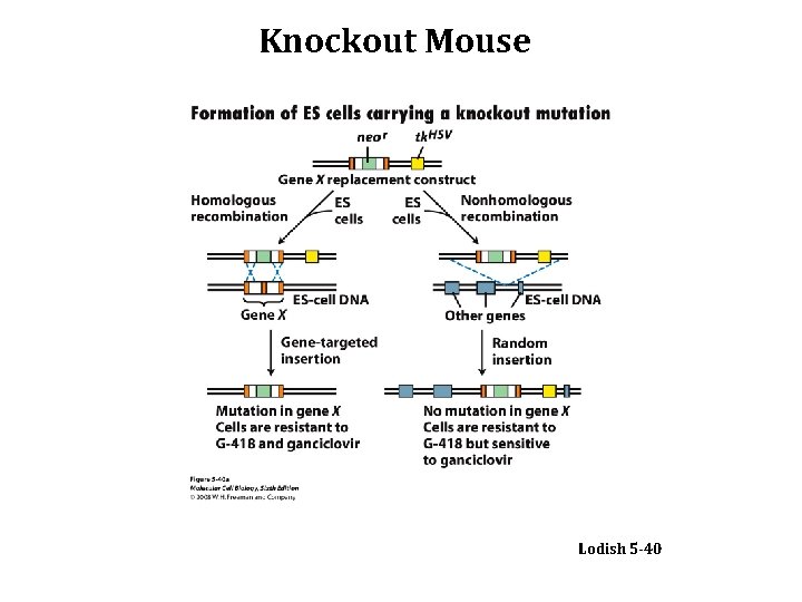 Knockout Mouse Lodish 5 -40 