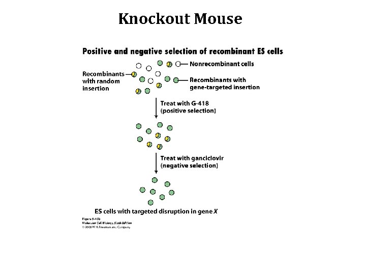 Knockout Mouse 