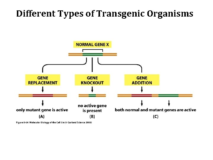 Different Types of Transgenic Organisms 