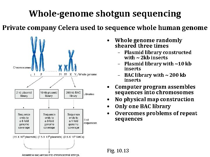 Whole-genome shotgun sequencing Private company Celera used to sequence whole human genome • Whole