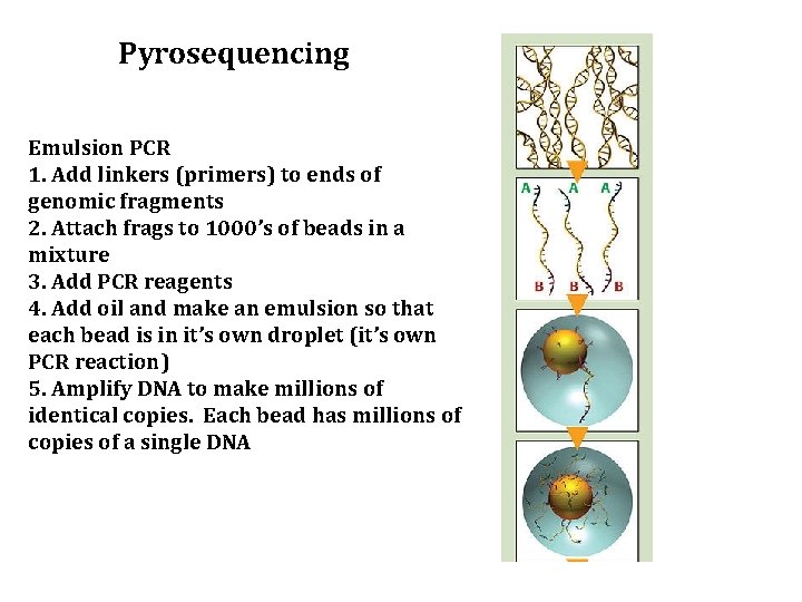 Pyrosequencing Emulsion PCR 1. Add linkers (primers) to ends of genomic fragments 2. Attach