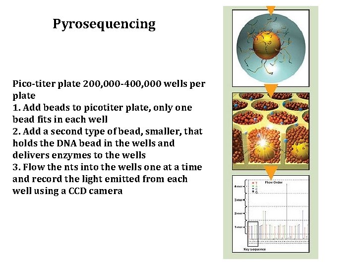 Pyrosequencing Pico-titer plate 200, 000 -400, 000 wells per plate 1. Add beads to