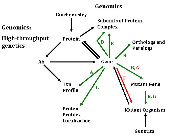 Genomics Biochemistry Subunits of Protein Complex Genomics: High-throughput genetics Protein D Orthologs and Paralogs
