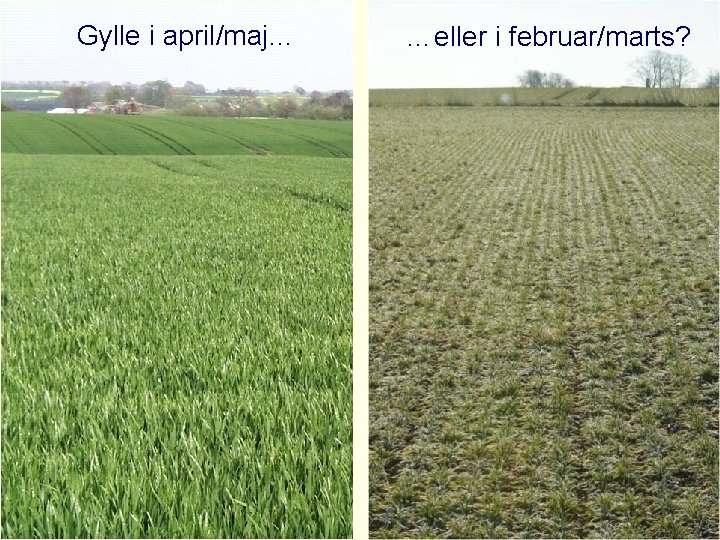 Gylle i april/maj… …eller i februar/marts? 