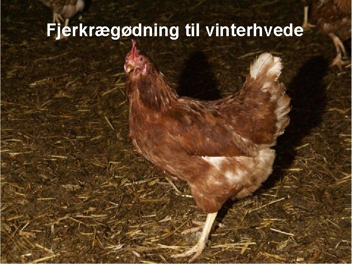 Fjerkrægødning til vinterhvede 