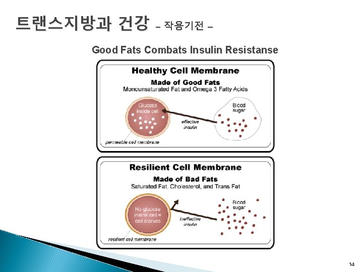 트랜스지방과 건강 – 작용기전 - Good Fats Combats Insulin Resistanse 14 