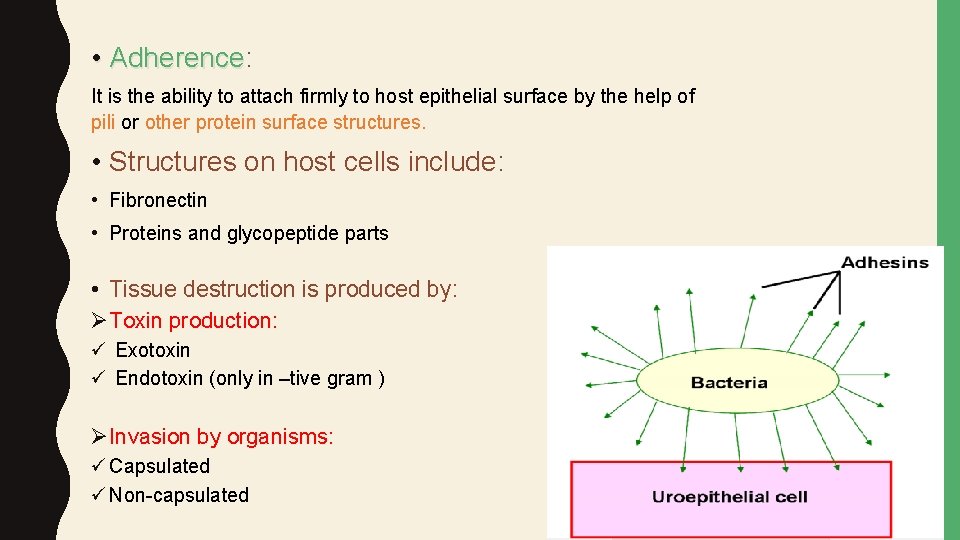  • Adherence: Adherence It is the ability to attach firmly to host epithelial