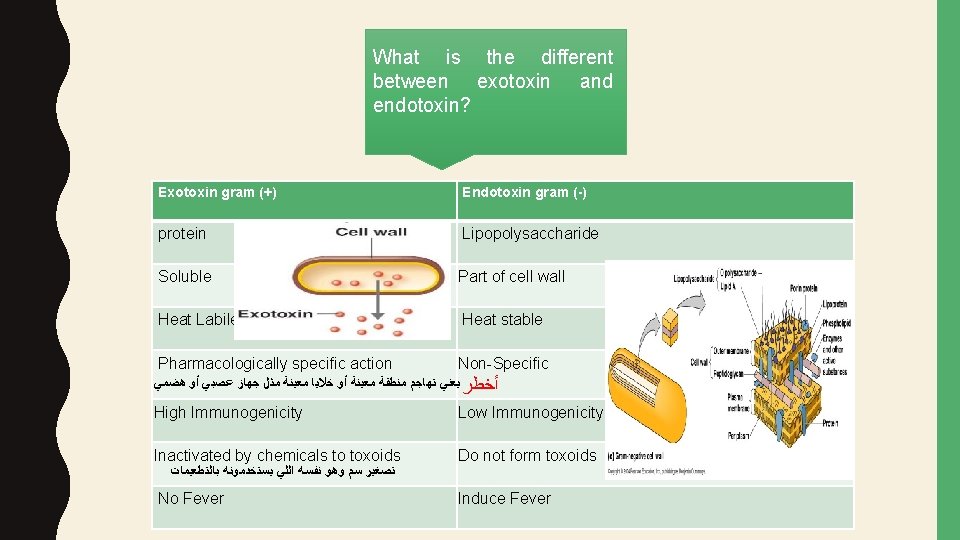What is the different between exotoxin and endotoxin? Exotoxin gram (+) Endotoxin gram (-)