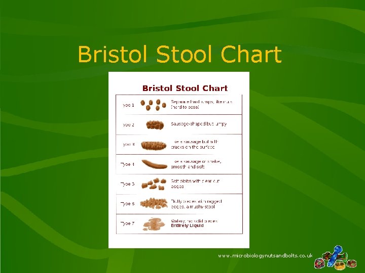 Bristol Stool Chart www. microbiologynutsandbolts. co. uk Bristol Stool Chart www. microbiologynutsandbolts. co. uk