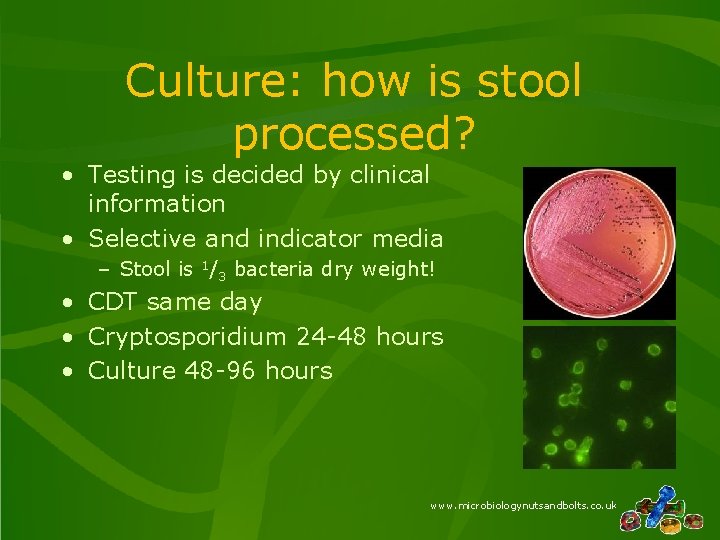 Culture: how is stool processed? • Testing is decided by clinical information • Selective Culture: how is stool processed? • Testing is decided by clinical information • Selective