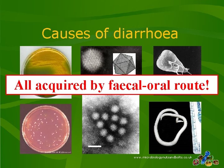 Causes of diarrhoea All acquired by faecal-oral route! www. microbiologynutsandbolts. co. uk Causes of diarrhoea All acquired by faecal-oral route! www. microbiologynutsandbolts. co. uk