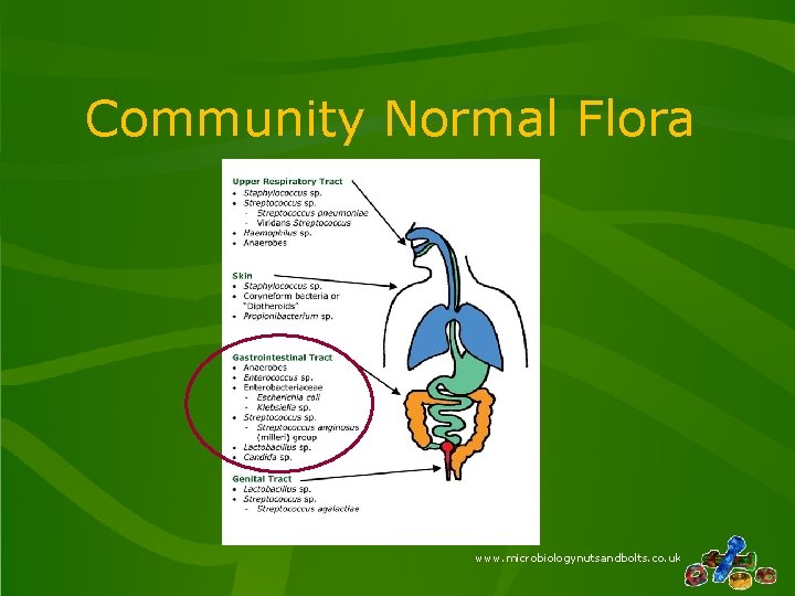 Community Normal Flora www. microbiologynutsandbolts. co. uk Community Normal Flora www. microbiologynutsandbolts. co. uk