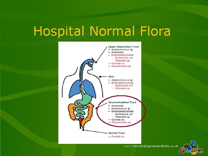Hospital Normal Flora www. microbiologynutsandbolts. co. uk Hospital Normal Flora www. microbiologynutsandbolts. co. uk