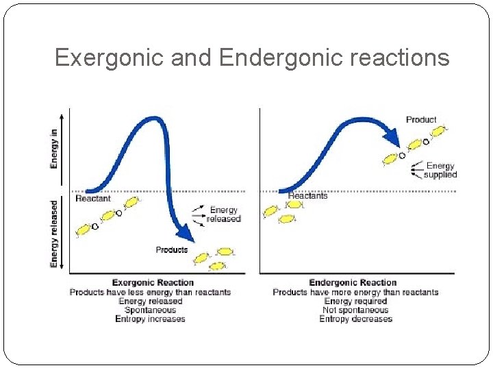 Exergonic and Endergonic reactions 