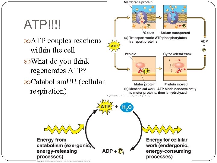 ATP!!!! ATP couples reactions within the cell What do you think regenerates ATP? Catabolism!!!!