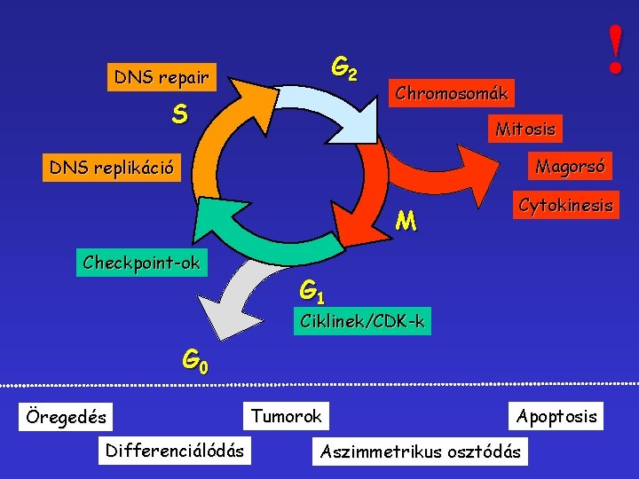 G 2 DNS repair S ! Chromosomák Mitosis Magorsó DNS replikáció M Checkpoint-ok Cytokinesis