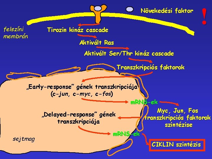 Növekedési faktor felszíni membrán Tirozin kináz cascade ! Aktivált Ras Aktivált Ser/Thr kináz cascade