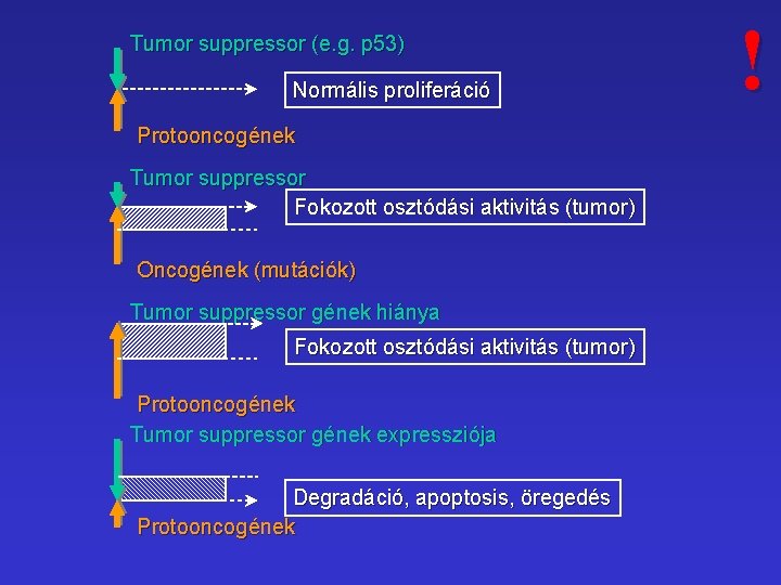 Tumor suppressor (e. g. p 53) Normális proliferáció Protooncogének Tumor suppressor Fokozott osztódási aktivitás