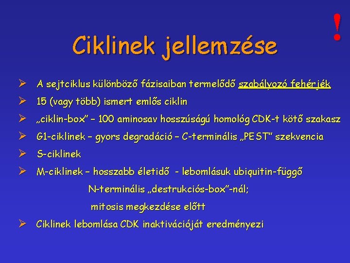 Ciklinek jellemzése Ø Ø Ø ! A sejtciklus különböző fázisaiban termelődő szabályozó fehérjék 15