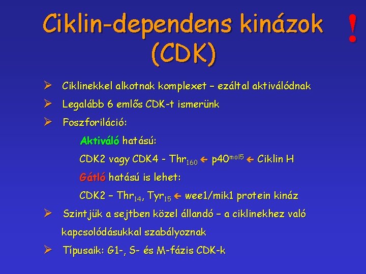 Ciklin-dependens kinázok (CDK) Ø Ciklinekkel alkotnak komplexet – ezáltal aktiválódnak Ø Legalább 6 emlős