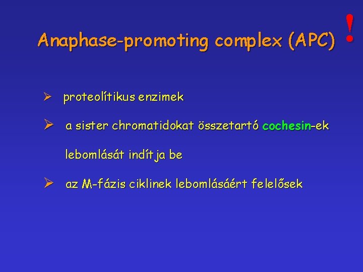 Anaphase-promoting complex (APC) Ø proteolítikus enzimek Ø a sister chromatidokat összetartó cochesin-ek lebomlását indítja