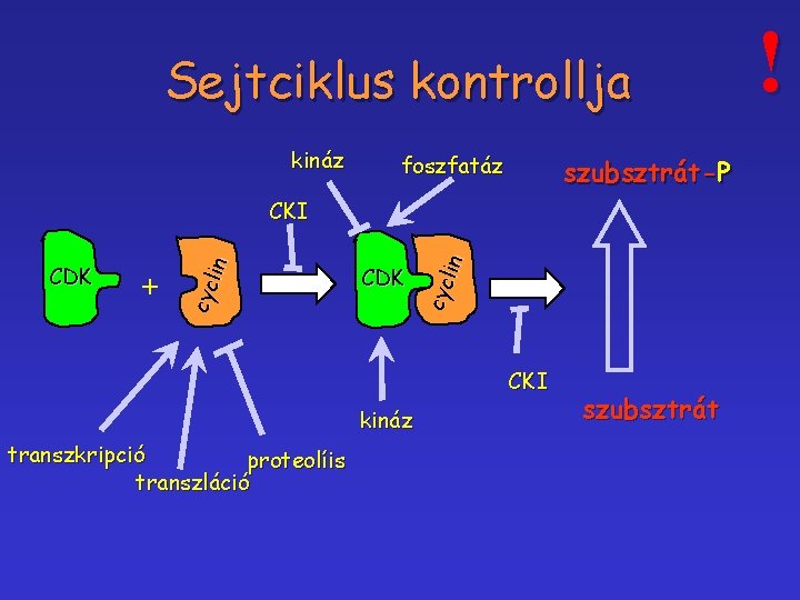 Sejtciklus kontrollja kináz foszfatáz szubsztrát-P + CDK cyc lin CKI kináz transzkripció proteolíis transzláció