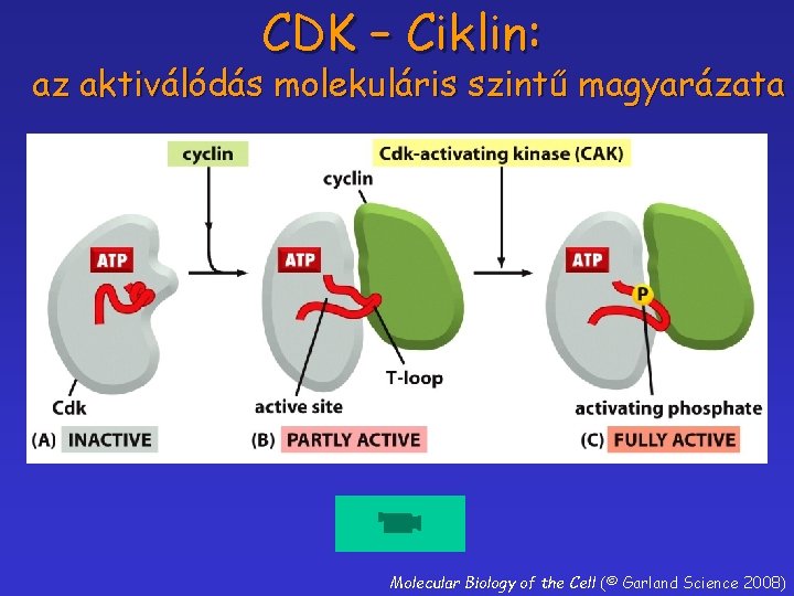 CDK – Ciklin: az aktiválódás molekuláris szintű magyarázata Molecular Biology of the Cell (©