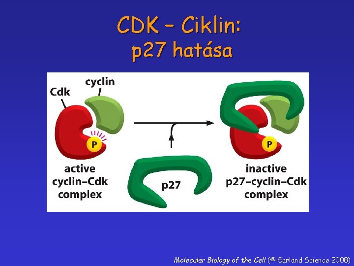 CDK – Ciklin: p 27 hatása Molecular Biology of the Cell (© Garland Science