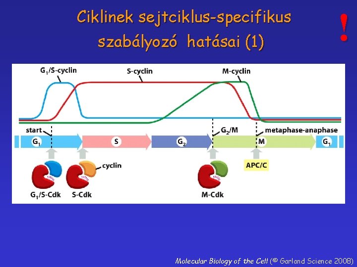 Ciklinek sejtciklus-specifikus szabályozó hatásai (1) ! Molecular Biology of the Cell (© Garland Science