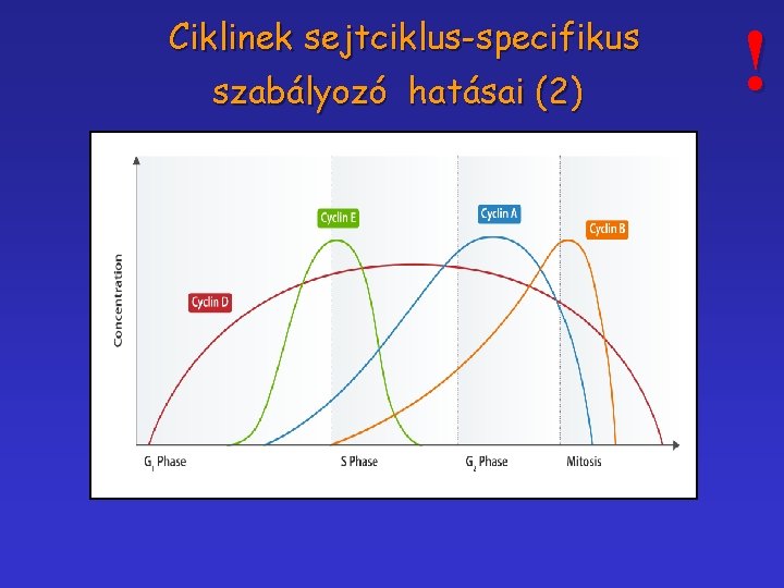 Ciklinek sejtciklus-specifikus szabályozó hatásai (2) ! 