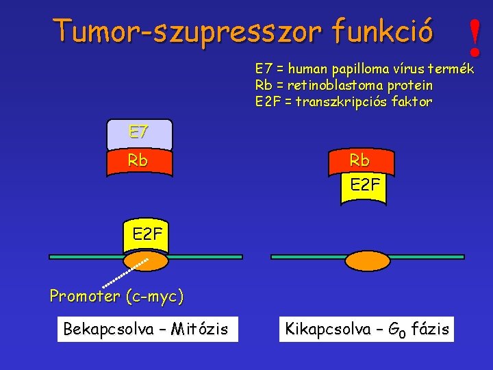 Tumor-szupresszor funkció ! E 7 = human papilloma vírus termék Rb = retinoblastoma protein