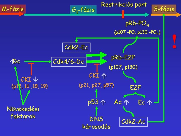 M-fázis G 1 -fázis Restrikciós pont S-fázis p. Rb-PO 4 (p 107 -PO 4,