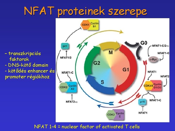 NFAT proteinek szerepe – transzkripciós faktorok - DNS-kötő domain - kötődés enhancer és promoter