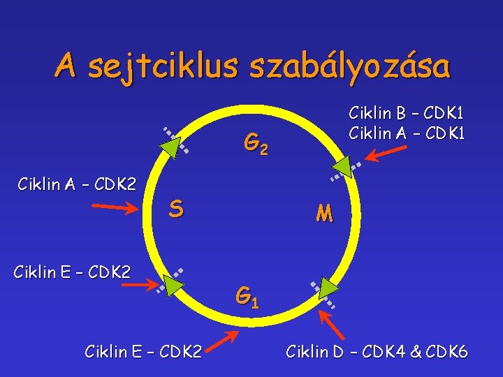 A sejtciklus szabályozása Ciklin B – CDK 1 Ciklin A – CDK 1 G