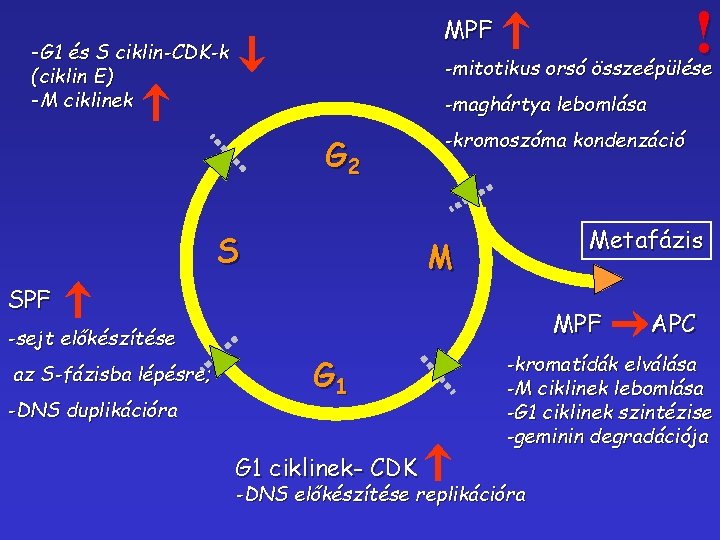 ! MPF -G 1 és S ciklin-CDK-k (ciklin E) -M ciklinek -mitotikus orsó összeépülése