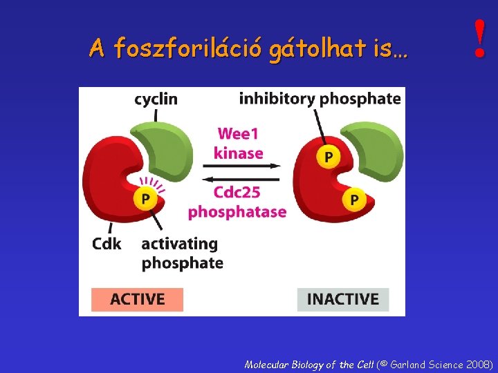 A foszforiláció gátolhat is… ! Molecular Biology of the Cell (© Garland Science 2008)
