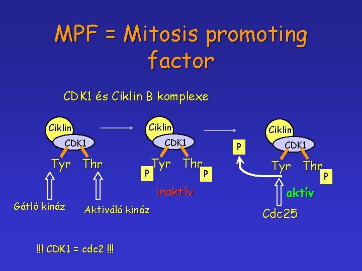 MPF = Mitosis promoting factor CDK 1 és Ciklin B komplexe Ciklin CDK 1