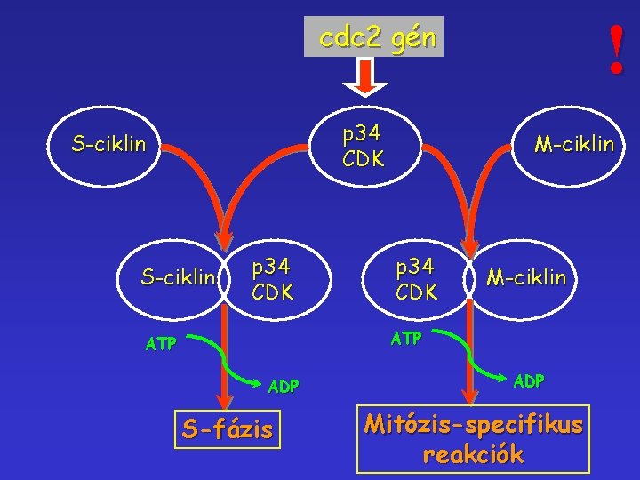 ! cdc 2 gén p 34 CDK S-ciklin p 34 CDK M-ciklin ATP ADP