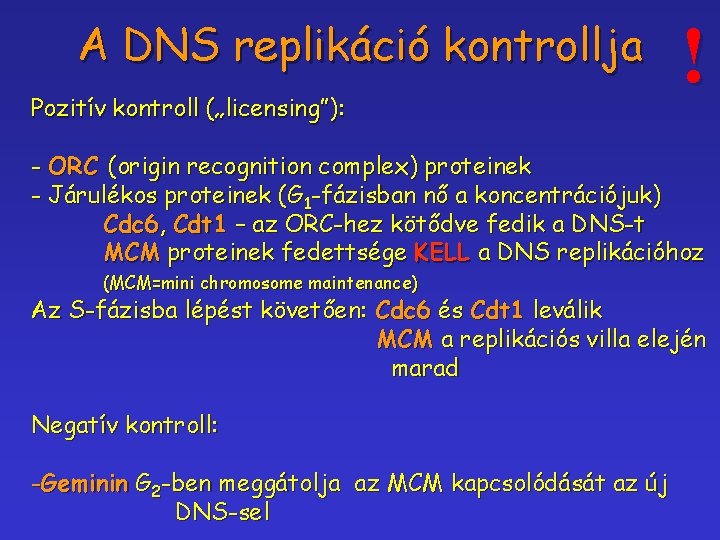 A DNS replikáció kontrollja Pozitív kontroll („licensing”): ! - ORC (origin recognition complex) proteinek