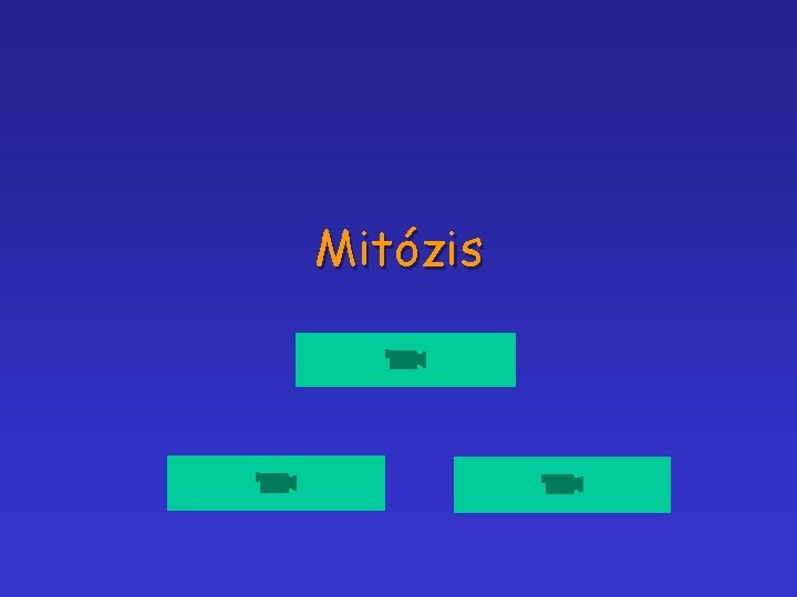 Mitózis 