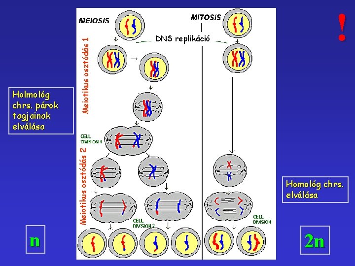 Meiotikus osztódás 1 Meiotikus osztódás 2 Holmológ chrs. párok tagjainak elválása n ! DNS