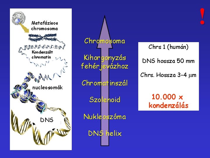 ! Metafázisos chromosoma Chromosoma Kondenzált chromatin nucleosomák Kihorgonyzás fehérjevázhoz Chromatinszál Szolenoid DNS Nukleoszóma DNS