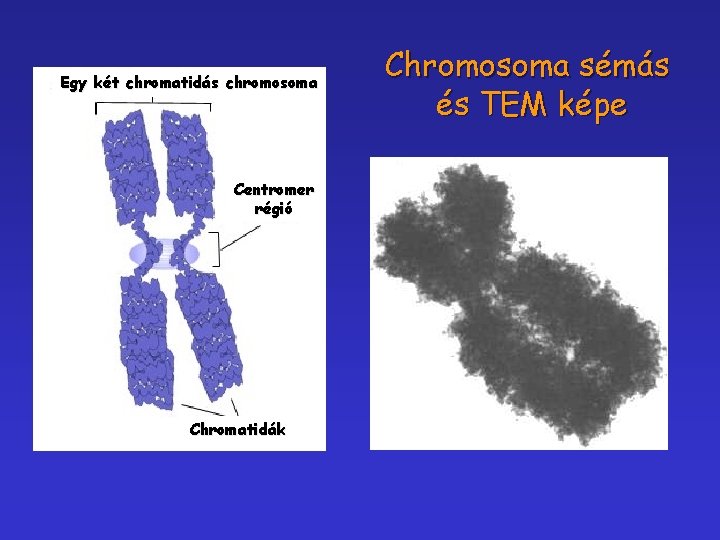 Egy két chromatidás chromosoma Centromer régió Chromatidák Chromosoma sémás és TEM képe 