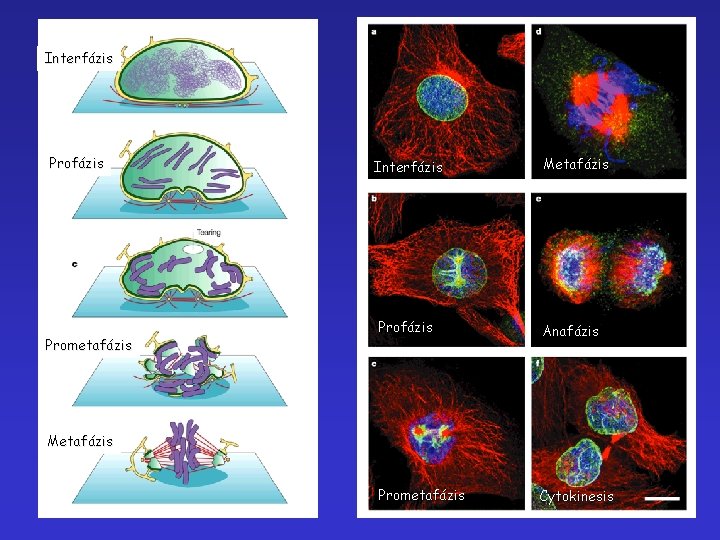 Interfázis Prometafázis Interfázis Metafázis Profázis Anafázis Prometafázis Cytokinesis Metafázis 