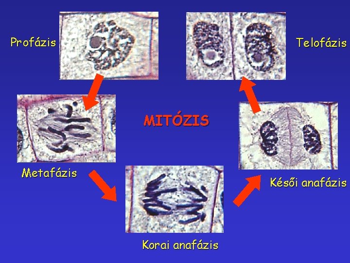 Profázis Telofázis MITÓZIS Metafázis Késői anafázis Korai anafázis 