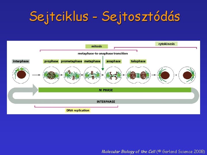Sejtciklus - Sejtosztódás Molecular Biology of the Cell (© Garland Science 2008) 