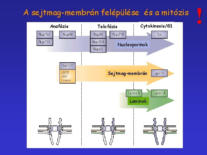 A sejtmag-membrán felépülése és a mitózis Anafázis Telofázis Cytokinesis/G 1 Nucleoporinok Sejtmag-membrán Laminok !